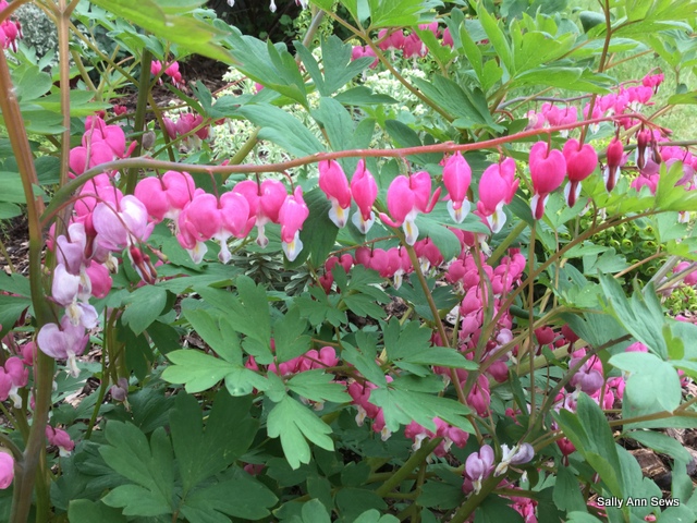 Dicentra