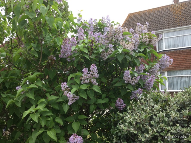 Lilac at home